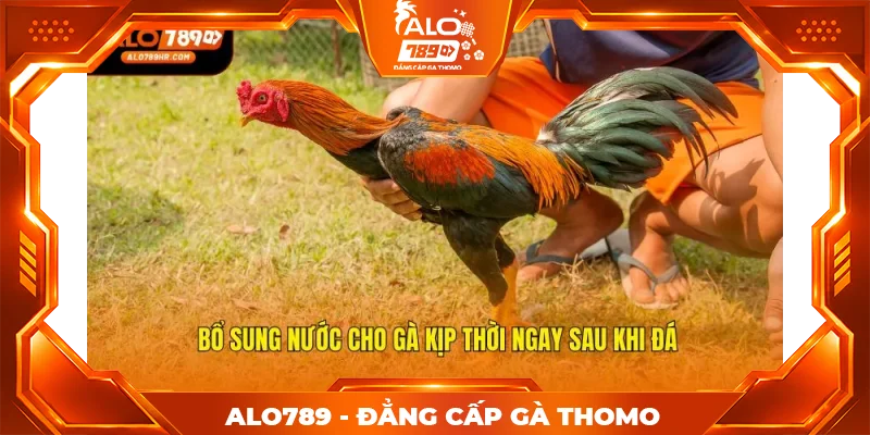 Bổ sung nước cho gà kịp thời ngay sau khi đá