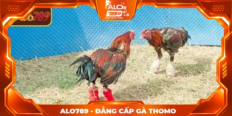 Các giải đấu đá gà hấp dẫn tại ALO789 Các giải đấu đá gà hấp dẫn tại ALO789