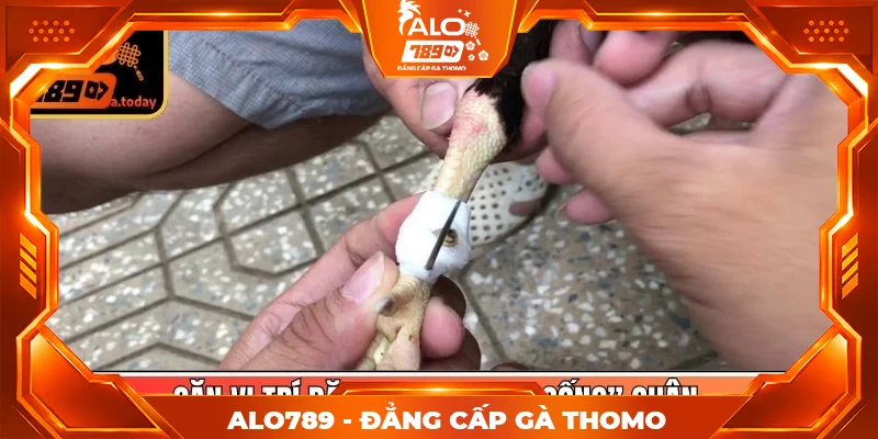 Căn vị trí đặt theo “xương sống” chân