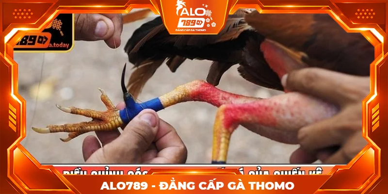 Điều chỉnh góc cựa theo lối đá của chiến kê