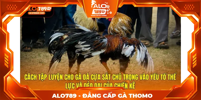 Cách tập luyện cho gà đá cựa sắt chú trọng vào yếu tố thể lực và dẻo dai của chiến kê