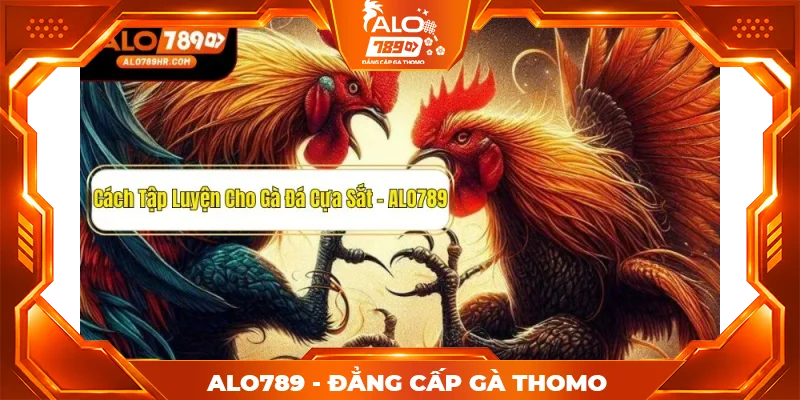 Cách tập luyện cho gà đá cựa sắt giúp gà luôn sung mãn