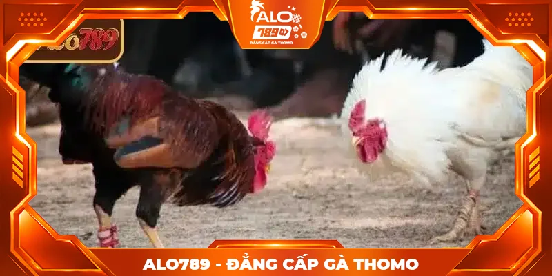 Cách xem lịch đá gà Thomo hôm nay ALO789 nhanh và chính xác Cách xem lịch đá gà Thomo hôm nay ALO789 nhanh và chính xác