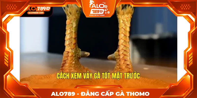 Cách xem vảy gà tốt mặt trước