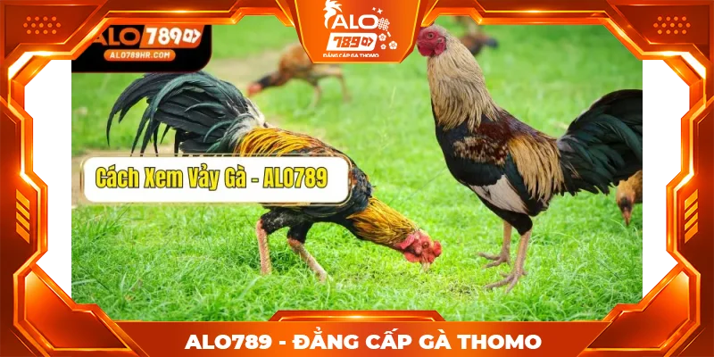 Hướng dẫn cách xem vảy gà - chọn gà chính xác cho kê thủ