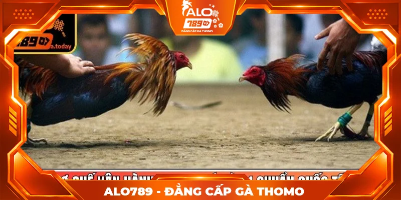 Cơ chế vận hành Casino đá gà C1 chuẩn quốc tế