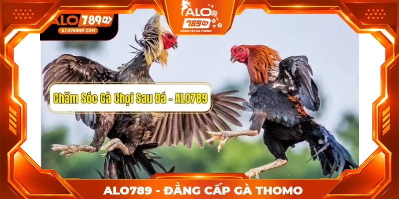 Cách chăm sóc gà chọi sau đá đúng kỹ thuật giúp phục hồi nhanh