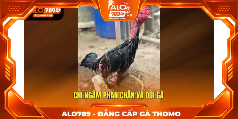Chỉ ngâm phần chân và đùi gà