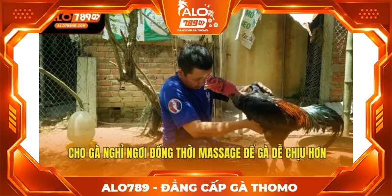 Cho gà nghỉ ngơi đồng thời massage để gà dễ chịu hơn