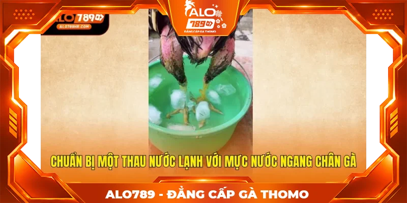 Chuẩn bị một thau nước lạnh với mực nước ngang chân gà