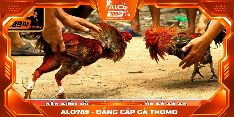 Đặc điểm kỹ thuật nổi bật của đá gà C3