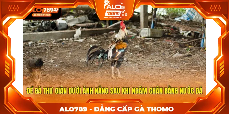 Để gà thư giãn dưới ánh nắng sau khi ngâm chân bằng nước đá