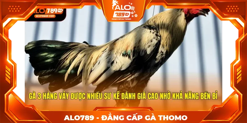 Gà 3 hàng vảy được nhiều sư kê đánh giá cao nhờ khả năng bền bỉ
