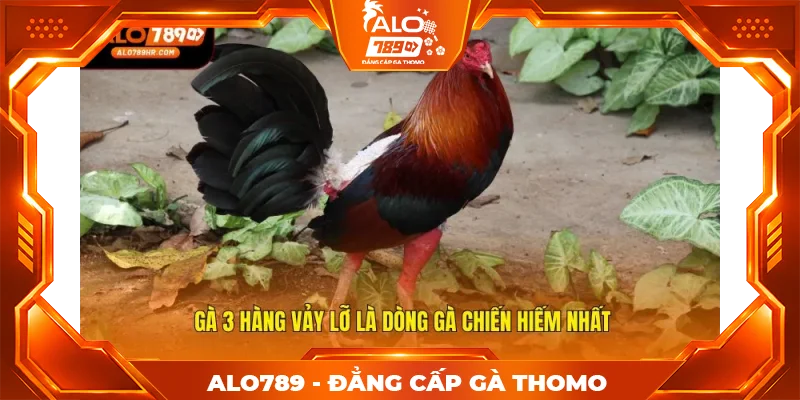 Gà 3 hàng vảy lỡ là dòng gà chiến hiếm nhất