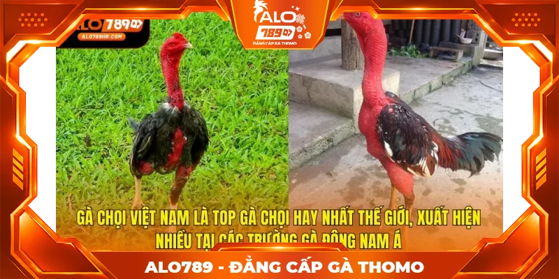 Gà chọi Việt Nam là top gà chọi hay nhất thế giới, xuất hiện nhiều tại các trường gà Đông Nam Á