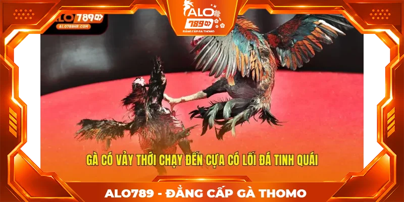 Gà có vảy thới chạy đến cựa có lối đá tinh quái