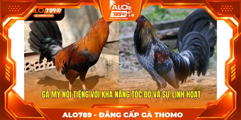 Gà Mỹ nổi tiếng với khả năng tốc độ và sự linh hoạt