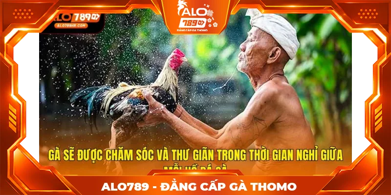 Gà sẽ được chăm sóc và thư giãn trong thời gian nghỉ giữa mỗi hồ đá gà Gà sẽ được chăm sóc và thư giãn trong thời gian nghỉ giữa mỗi hồ đá gà