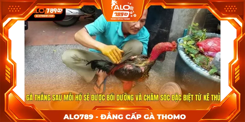 Gà thắng sau mỗi hồ sẽ được bồi dưỡng và chăm sóc đặc biệt từ kê thủ Gà thắng sau mỗi hồ sẽ được bồi dưỡng và chăm sóc đặc biệt từ kê thủ