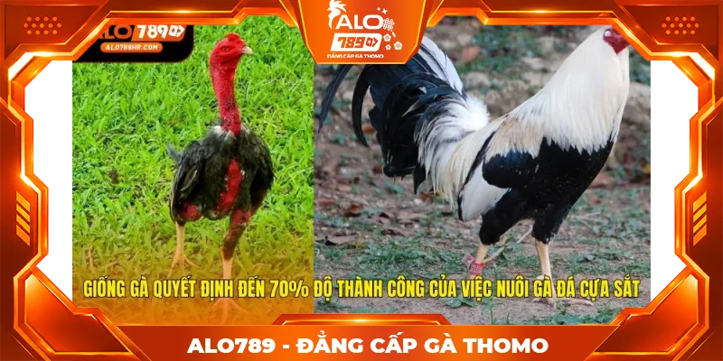 Giống gà quyết định đến 70% độ thành công của việc nuôi gà đá cựa sắt