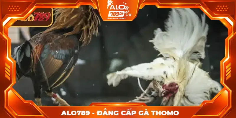 Hướng dẫn chơi đá gà cựa dao ALO789 đơn giản, dễ hiểu