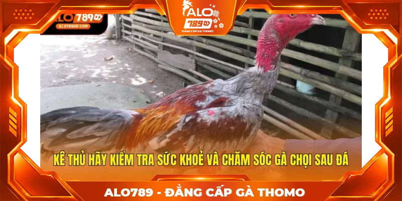 Kê thủ hãy kiểm tra sức khoẻ và chăm sóc gà chọi sau đá