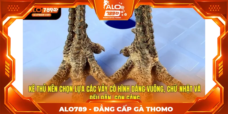 Kê thủ nên chọn lựa các vảy có hình dáng vuông, chữ nhật và đều đặn, gọn gàng
