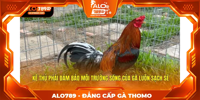 Kê thủ phải đảm bảo môi trường sống của gà luôn sạch sẽ