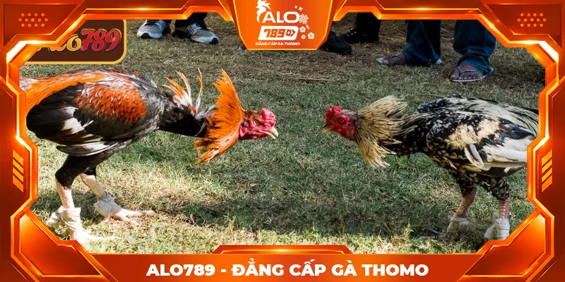 Khái niệm cơ bản về đá gà Thomo ALO789