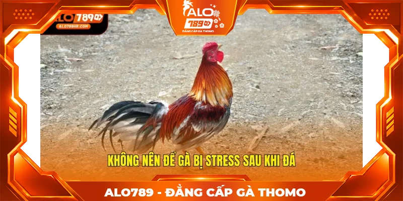 Không nên để gà bị stress sau khi đá