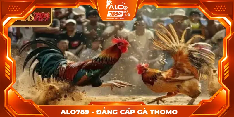 Lịch đá gà Thomo hôm nay ALO789 theo từng sảnh đấu Lịch đá gà Thomo hôm nay ALO789 theo từng sảnh đấu
