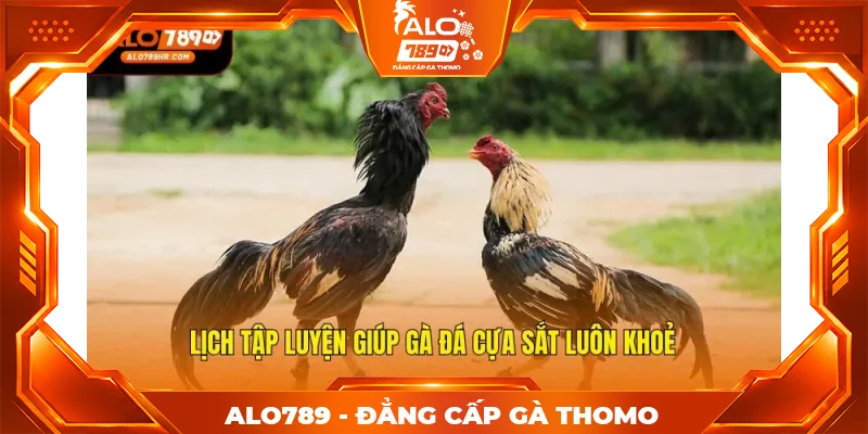 Lịch tập luyện giúp gà đá cựa sắt luôn khoẻ