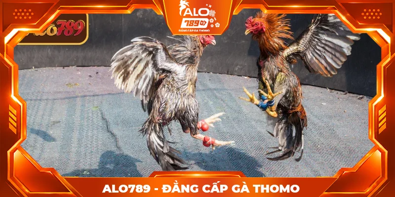 Luật chơi đá gà Thomo ALO789 chi tiết từ A-Z