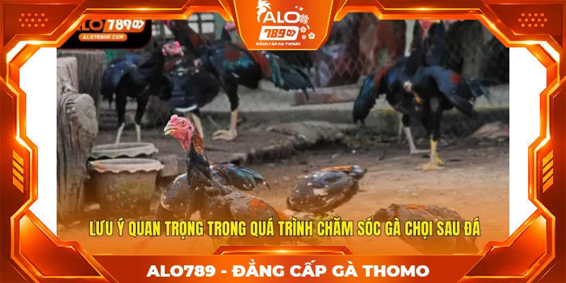 Lưu ý quan trọng trong quá trình chăm sóc gà chọi sau đá