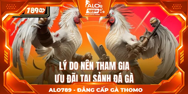 Lý do nên tham gia ưu đãi tại sảnh đá gà