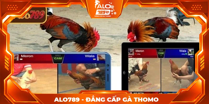 Lý do stream 4K đá gà ALO789 được ưa chuộng
