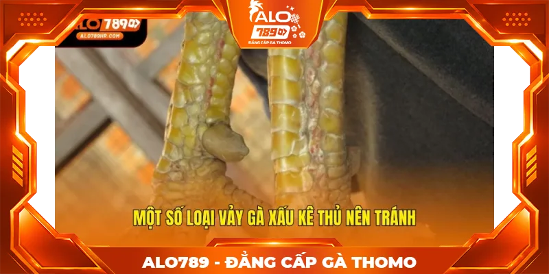 Một số loại vảy gà xấu kê thủ nên tránh