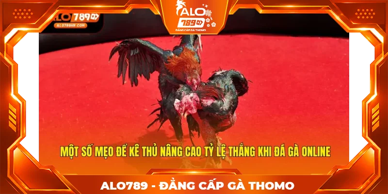 Một số mẹo để kê thủ nâng cao tỷ lệ thắng khi đá gà online