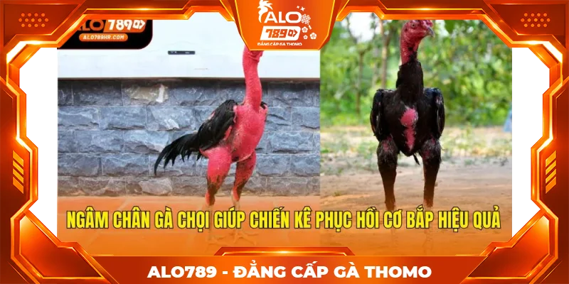 Ngâm chân gà chọi giúp chiến kê phục hồi cơ bắp hiệu quả