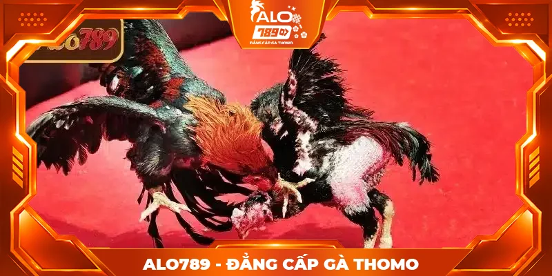 Những lưu ý khi xem đá gà trực tiếp miễn phí ALO789 Những lưu ý khi xem đá gà trực tiếp miễn phí ALO789