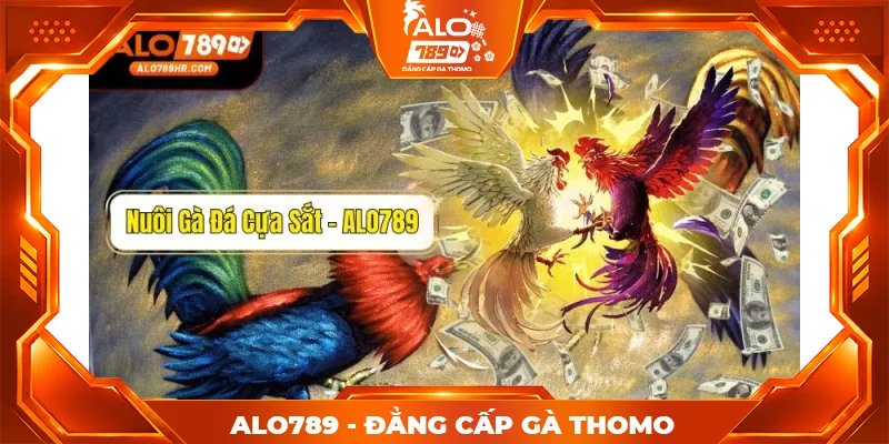 Cách nuôi gà đá cựa sắt chân mạnh, mau tới pin, không bị hốc