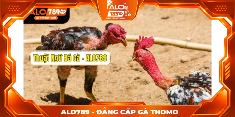 Tổng hợp các thuật ngữ đá gà kê thủ cần nắm rõ