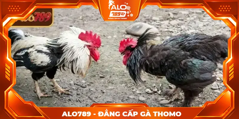 Tổng quan về đá gà trực tiếp miễn phí ALO789 Tổng quan về đá gà trực tiếp miễn phí ALO789