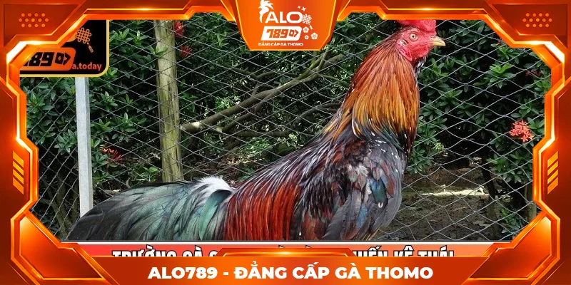 Trường gà Savan và dòng chiến kê Thái