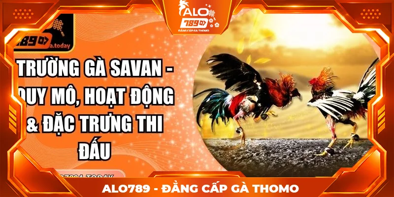 Trường Gà Savan - Quy Mô, Hoạt Động & Đặc Trưng Thi Đấu