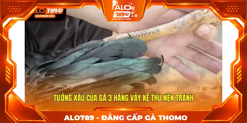 Tướng xấu của gà 3 hàng vảy kê thủ nên tránh