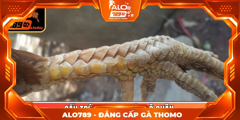 Cấu trúc xương, mật độ chân