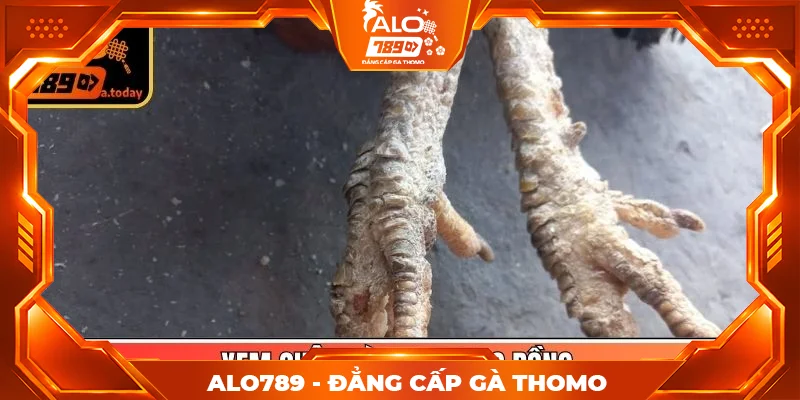 Xem chân gà chọi dạng rồng