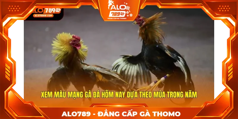 Xem màu mạng gà đá hôm nay dựa theo mùa trong năm Xem màu mạng gà đá hôm nay dựa theo mùa trong năm