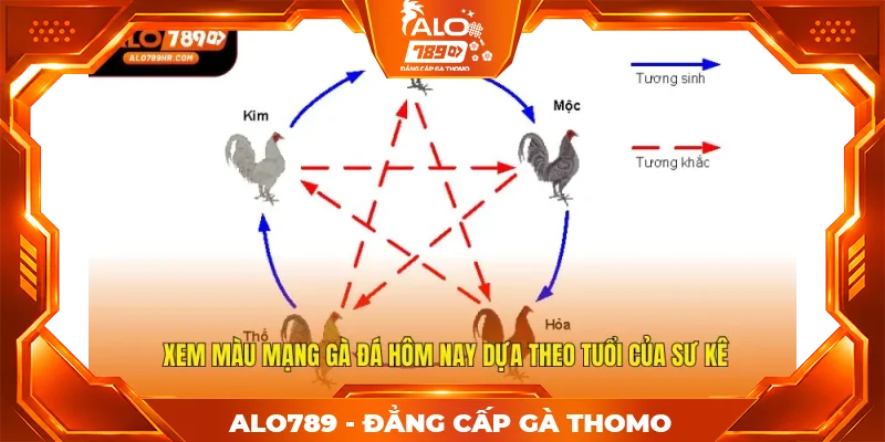 Xem màu mạng gà đá hôm nay dựa theo tuổi của sư kê Xem màu mạng gà đá hôm nay dựa theo tuổi của sư kê